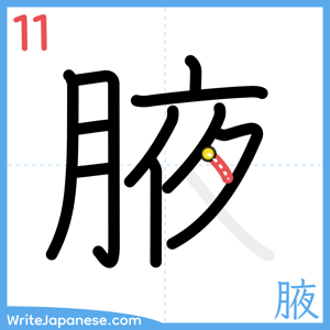 How to write "腋" - stroke 11