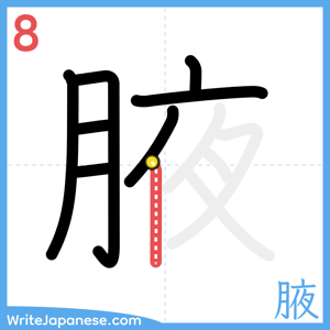 How to write "腋" - stroke 8