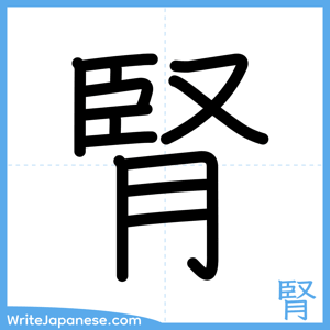 How to write "腎" - complete stroke order