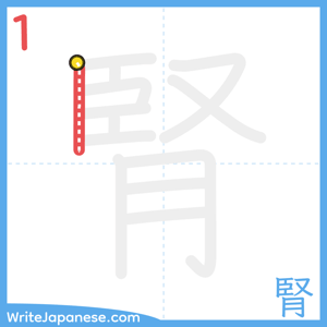 How to write "腎" - stroke 1