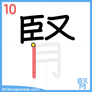 How to write "腎" - stroke 10