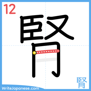 How to write "腎" - stroke 12