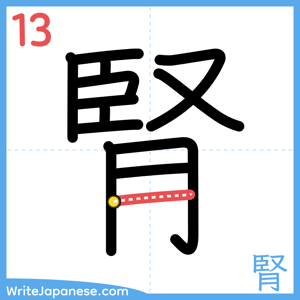 How to write "腎" - stroke 13