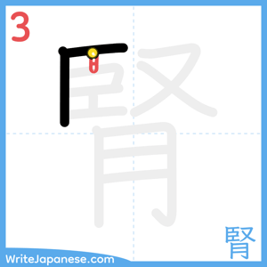 How to write "腎" - stroke 3
