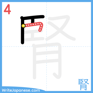How to write "腎" - stroke 4