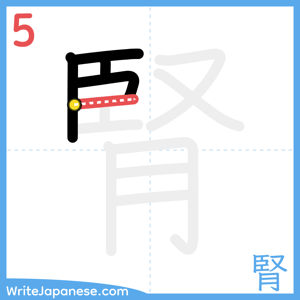 How to write "腎" - stroke 5