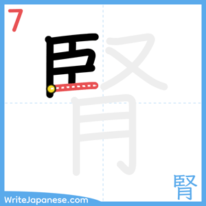 How to write "腎" - stroke 7