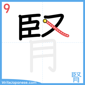 How to write "腎" - stroke 9