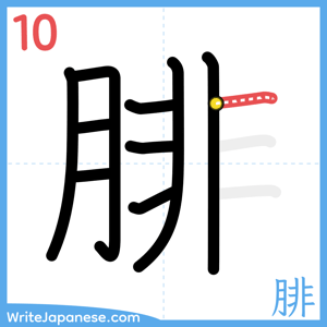 How to write "腓" - stroke 10