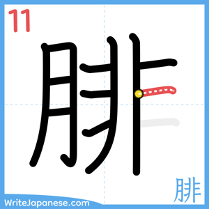 How to write "腓" - stroke 11