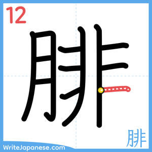 How to write "腓" - stroke 12