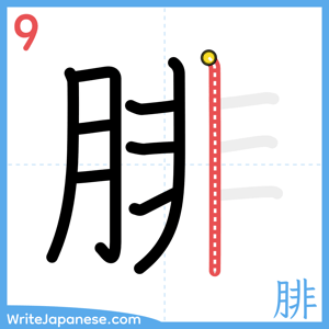 How to write "腓" - stroke 9