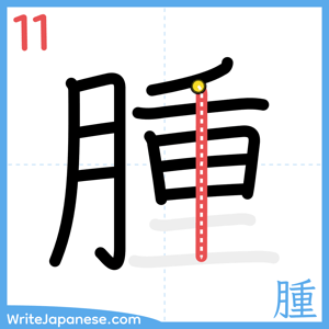 How to write "腫" - stroke 11
