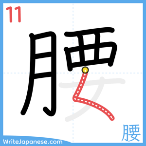 How to write "腰" - stroke 11