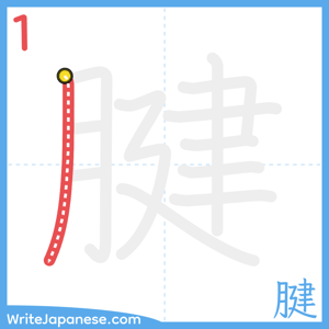 How to write "腱" - stroke 1