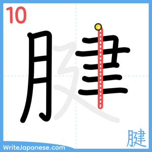 How to write "腱" - stroke 10