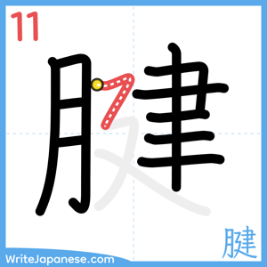 How to write "腱" - stroke 11
