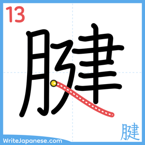 How to write "腱" - stroke 13