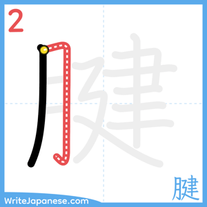 How to write "腱" - stroke 2