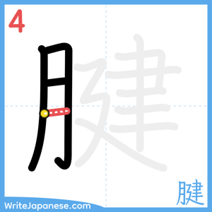 How to write "腱" - stroke 4
