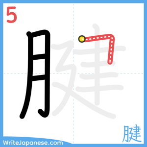 How to write "腱" - stroke 5