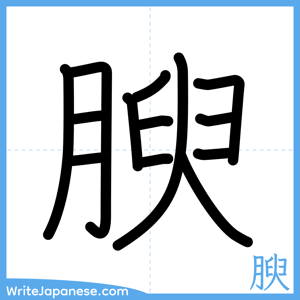 How to write "腴" - complete stroke order