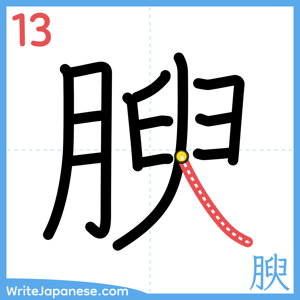 How to write "腴" - stroke 13
