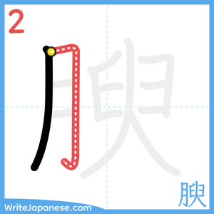 How to write "腴" - stroke 2