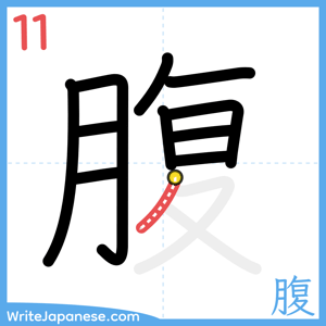 How to write "腹" - stroke 11