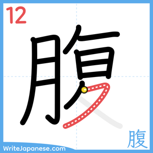 How to write "腹" - stroke 12
