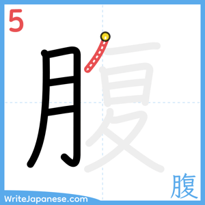 How to write "腹" - stroke 5