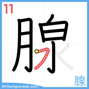 How to write "腺" - stroke 11