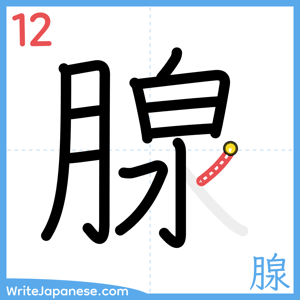 How to write "腺" - stroke 12