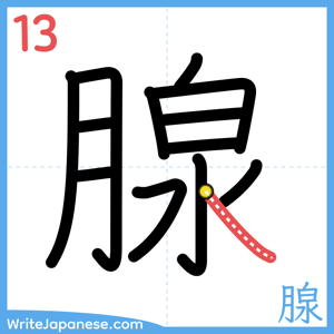 How to write "腺" - stroke 13