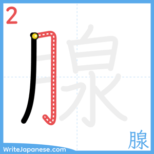 How to write "腺" - stroke 2