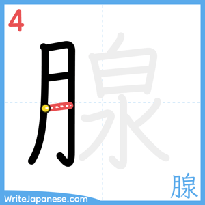 How to write "腺" - stroke 4