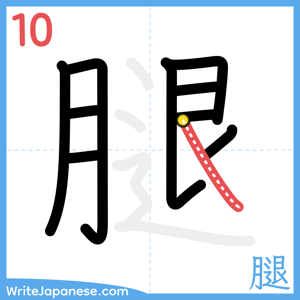 How to write "腿" - stroke 10