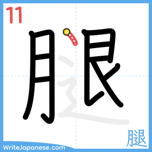 How to write "腿" - stroke 11