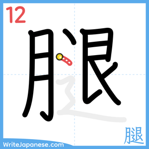 How to write "腿" - stroke 12