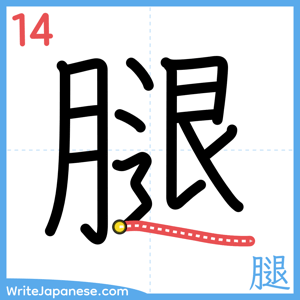 How to write "腿" - stroke 14