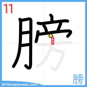 How to write "膀" - stroke 11