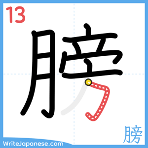 How to write "膀" - stroke 13