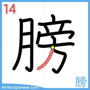 How to write "膀" - stroke 14