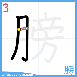 How to write "膀" - stroke 3