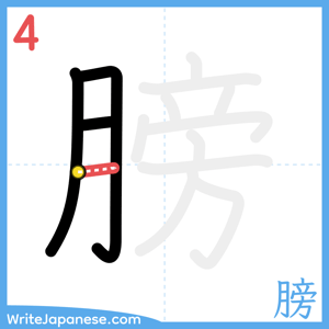 How to write "膀" - stroke 4