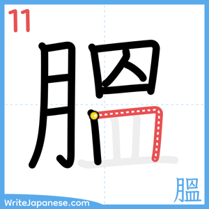 How to write "膃" - stroke 11