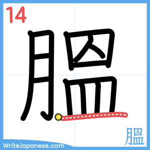 How to write "膃" - stroke 14