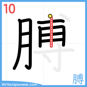 How to write "膊" - stroke 10