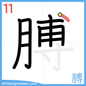 How to write "膊" - stroke 11