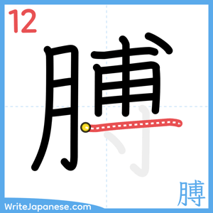 How to write "膊" - stroke 12